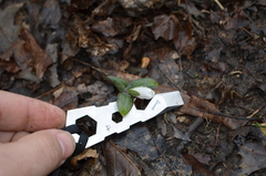 Trillium nivale