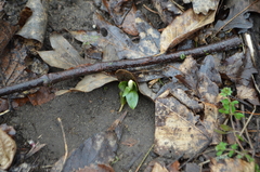 Trillium nivale