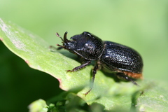 Sinodendron cylindricum