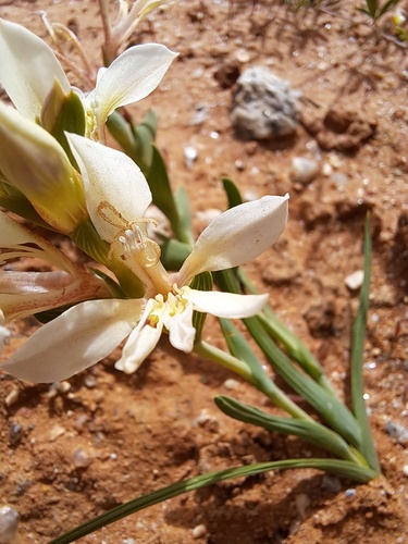 Lapeirousia spinosa