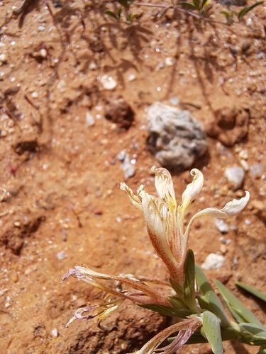 Lapeirousia spinosa