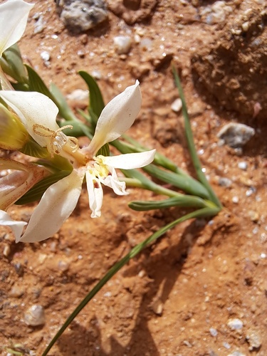 Lapeirousia spinosa