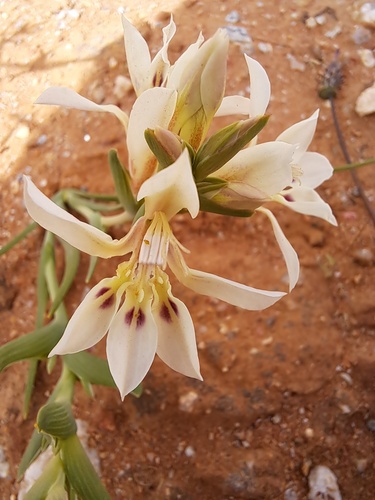 Lapeirousia spinosa
