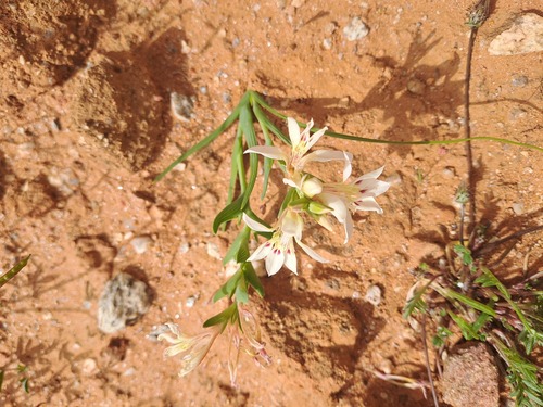 Lapeirousia spinosa