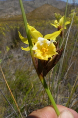 Bobartia macrospatha