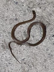 Tantilla melanocephala