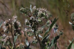 Phacelia heterophylla