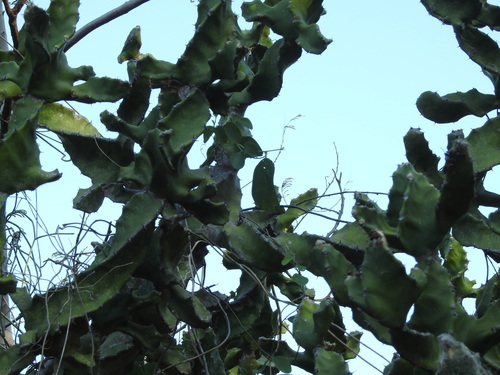 Euphorbia tortilis, photograph 6