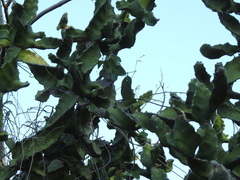 Euphorbia tortilis, photograph Hopeland, CC BY, iNaturalist via GBIF