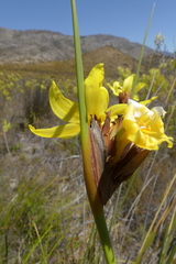 Bobartia macrospatha