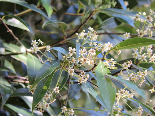Image of Nectandra angustifolia by (c) Fabrício Mil Homens Riella, some rights reserved (CC BY)