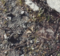 Papilio machaon aliaska