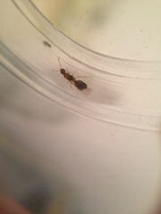 Monomorium pharaonis