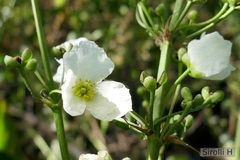 Echinodorus grandiflorus