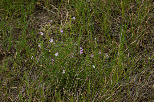 Endostemon tenuiflorus image