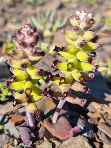 Lachenalia ameliae