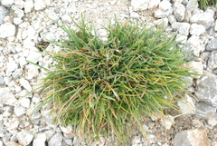 Sesleria albicans