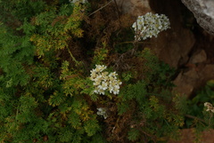 Achillea clusiana