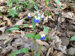 Collinsia verna
