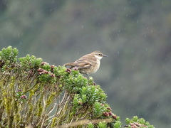 Cinclodes albidiventris