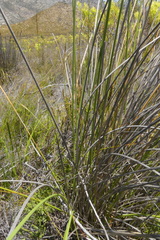 Bobartia macrospatha