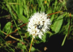 Bistorta bistortoides