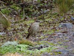 Cinclodes albidiventris