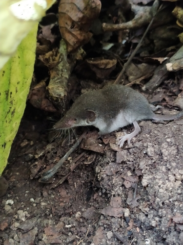 Bicolored Shrew