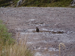 Grallaria quitensis