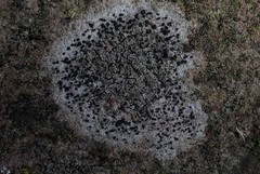 Lecidella carpathica