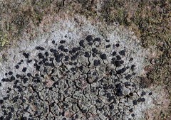 Lecidella carpathica