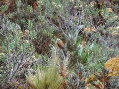 Ochthoeca fumicolor