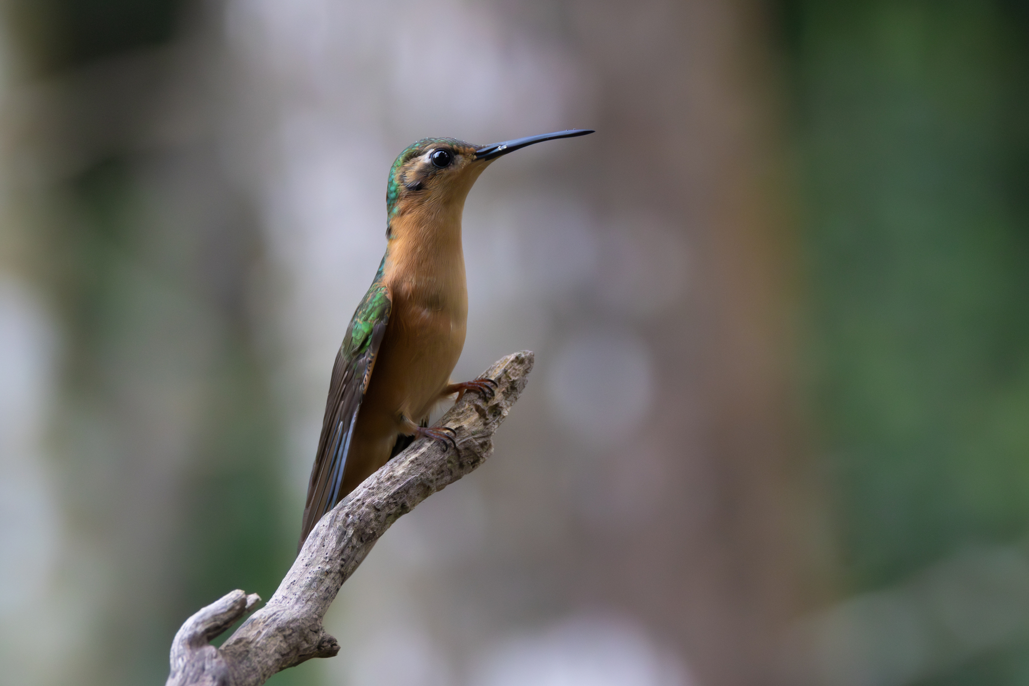 Rufous Sabrewing (Pampa rufa), photo 6