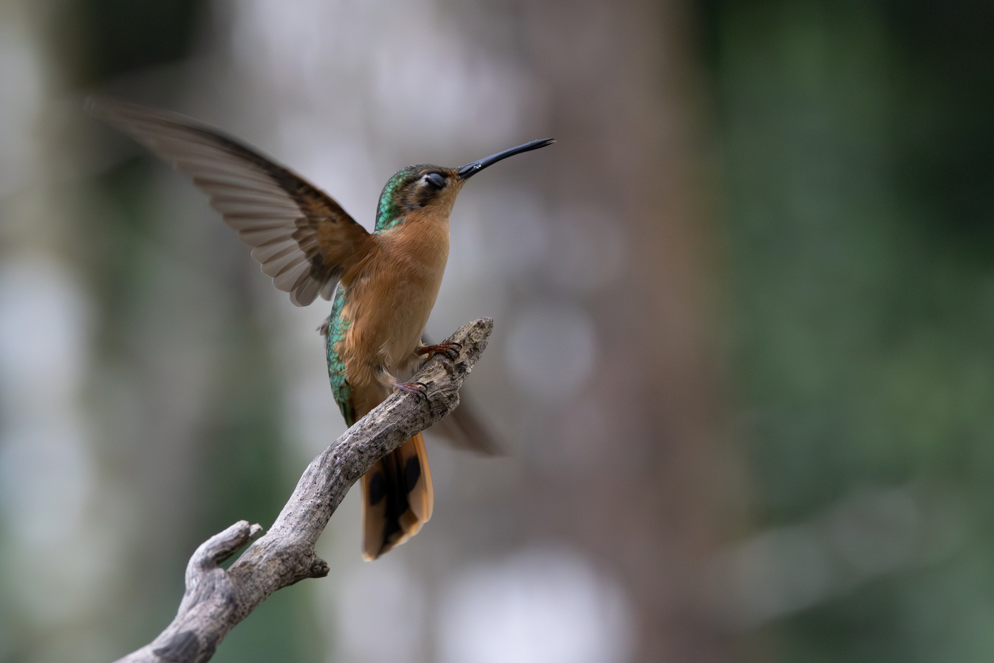 Rufous Sabrewing (Pampa rufa), photo 7