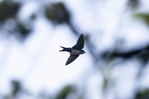 Black-capped Swallow (Atticora pileata), photo 9