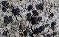 Lecidella carpathica