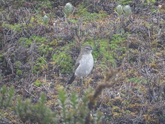 Muscisaxicola alpinus