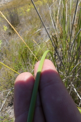 Bobartia macrospatha