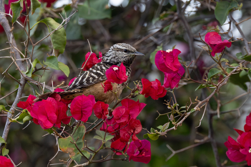Band-backed Wren (Campylorhynchus zonatus), photo 4