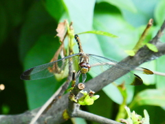 Sympetrum risi
