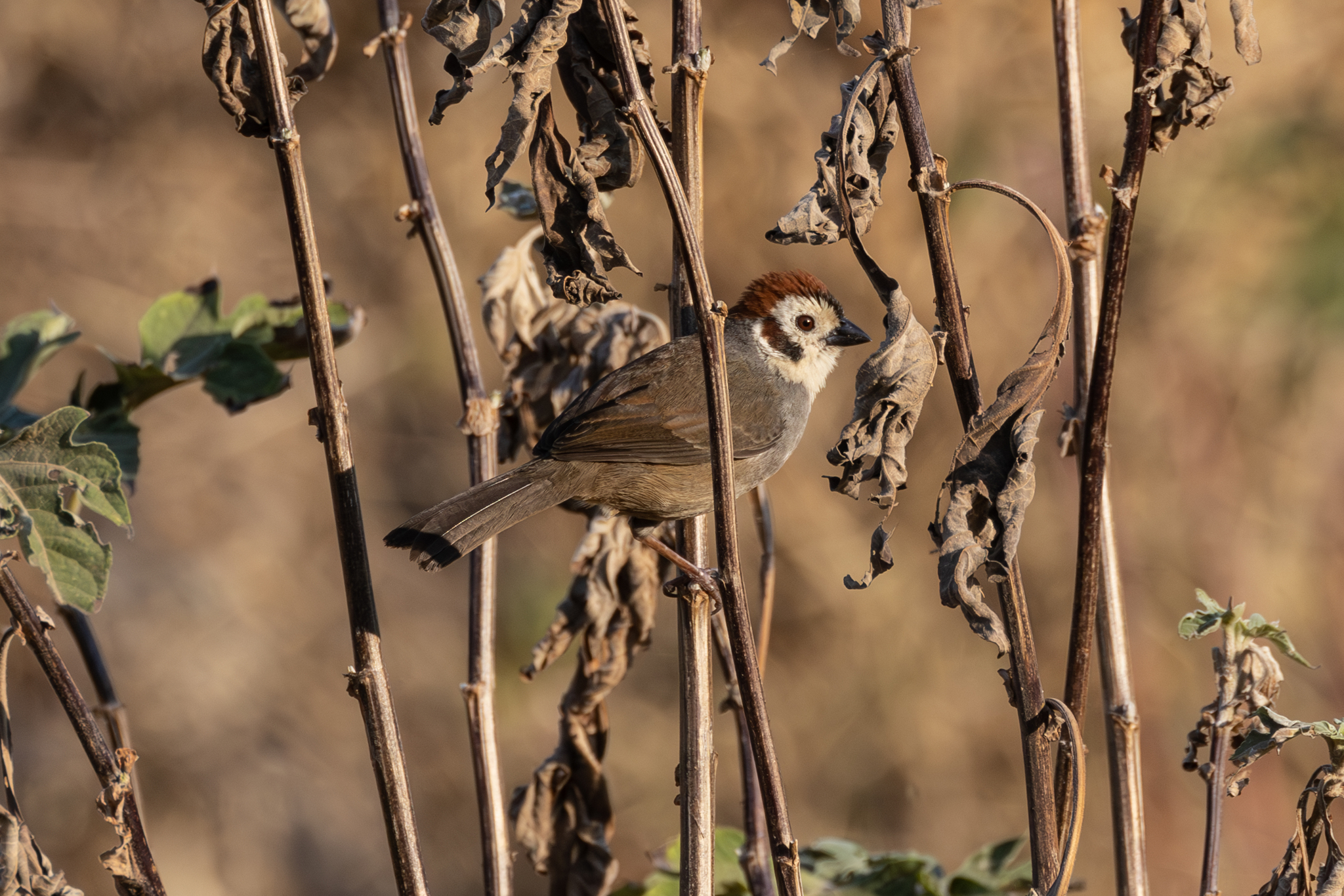 Prevost's Ground Sparrow (Melozone biarcuata), photo 4