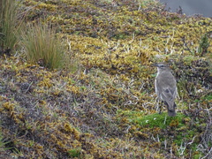 Muscisaxicola alpinus
