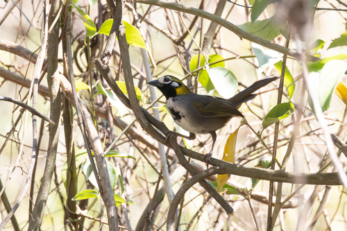 Grey-crowned Ground Sparrow (Melozone occipitalis), photo 5