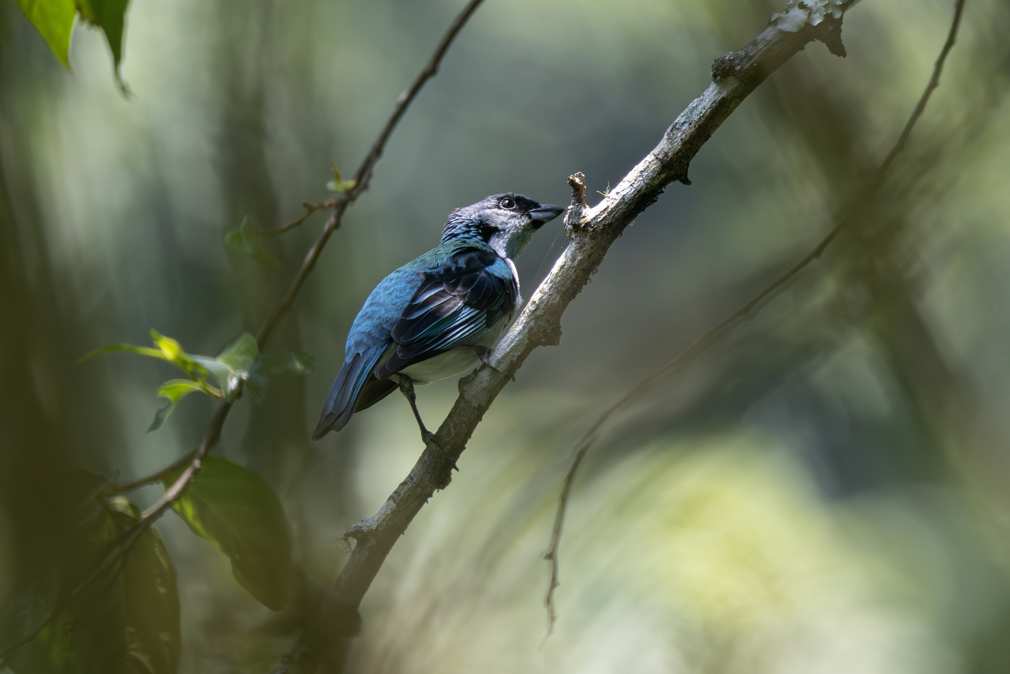 Azure-rumped Tanager (Poecilostreptus cabanisi), photo 9