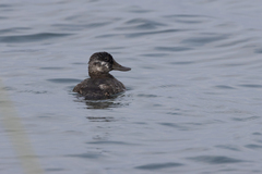 Oxyura jamaicensis image