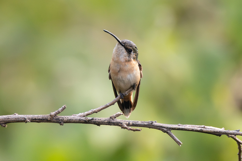 Slender Sheartail (Doricha enicura), photo 7