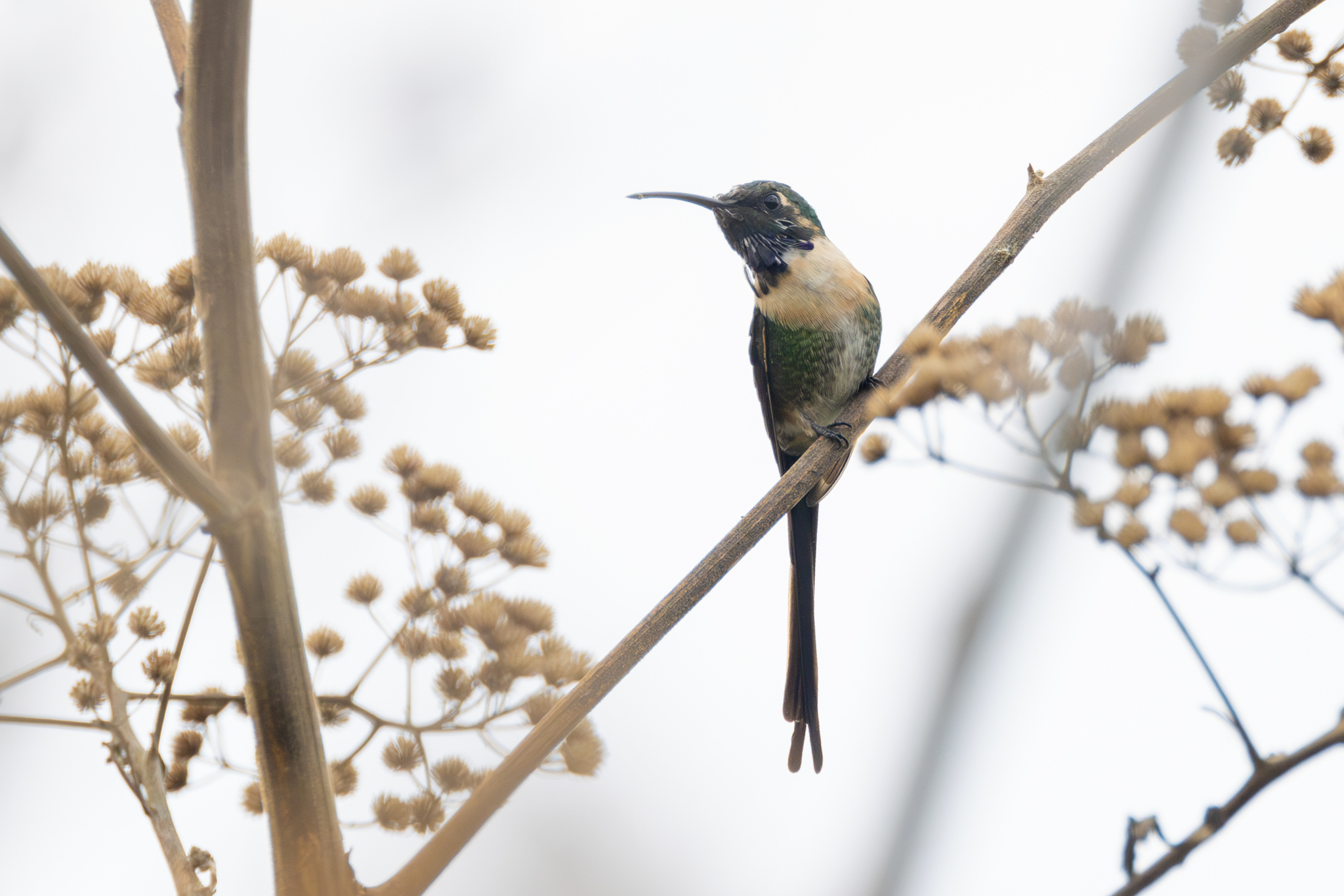 Slender Sheartail (Doricha enicura)