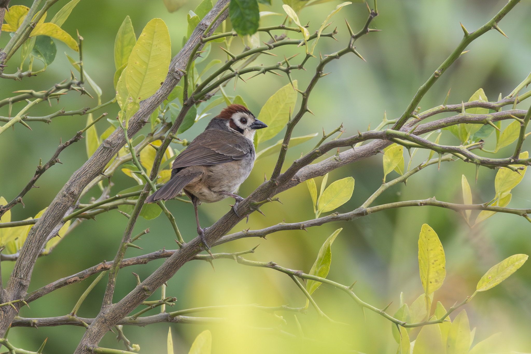 Prevost's Ground Sparrow (Melozone biarcuata), photo 5