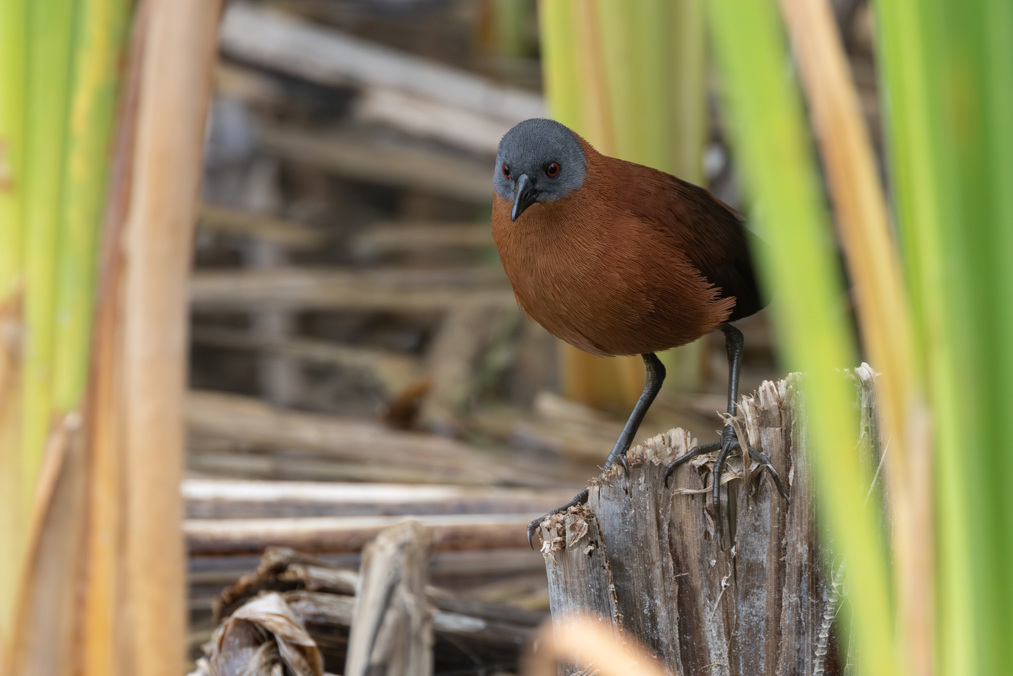 Ruddy Crake illustration