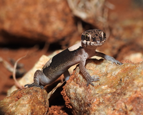 Aravind’s ground gecko, Cyrtodactylus aravindi